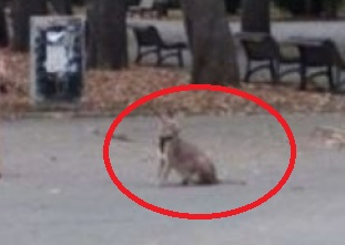 Млада столичанка изведе хищен звяр на разходка в Борисовата градина, минувачите онемяха 