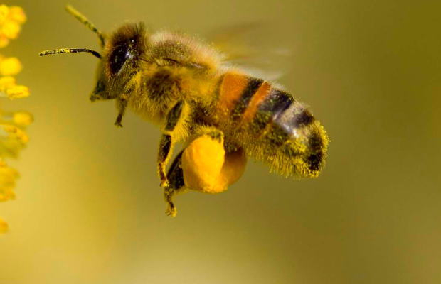 10 любопитни факта за пчелите 