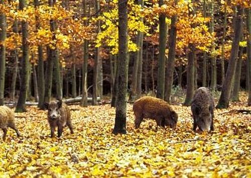 Първи случаи на Африканска чума при диви свине в област Добрич