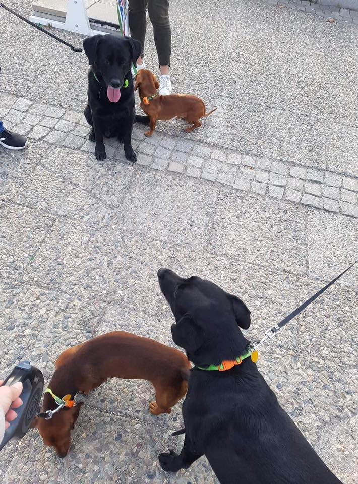 Защо тези кучета от София взривиха мрежата (СНИМКА)