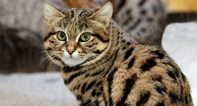 Учените назоваха най-смъртоносната котка (СНИМКИ)