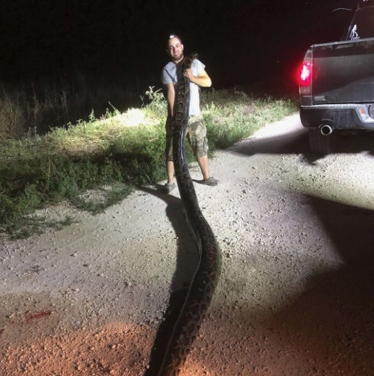 Ловец на змии се справи сам с невиждано за Флорида чудовище (СНИМКИ)