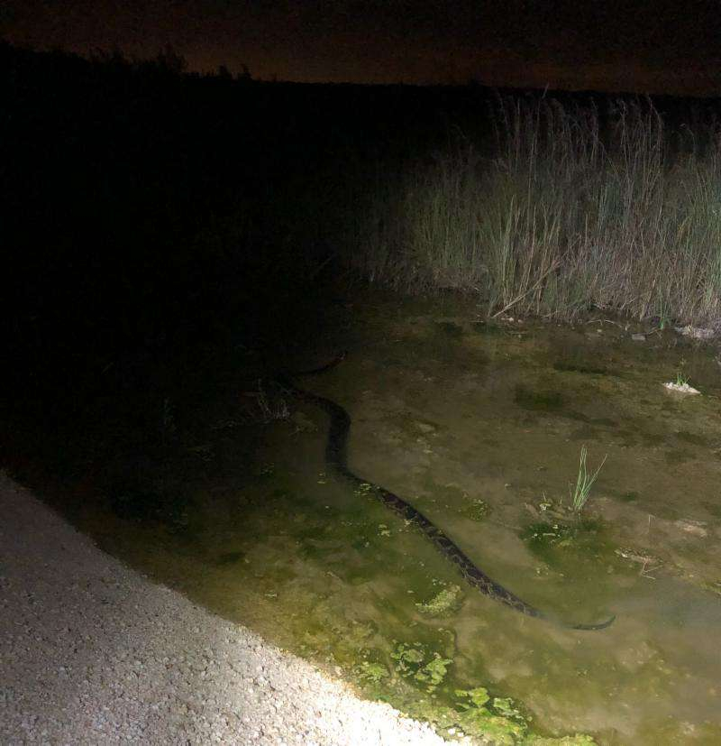 Ловец на змии се справи сам с невиждано за Флорида чудовище (СНИМКИ)