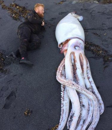 Братя водолази се натъкнаха на огромно чудовище край бреговете на Нова Зеландия (СНИМКИ)
