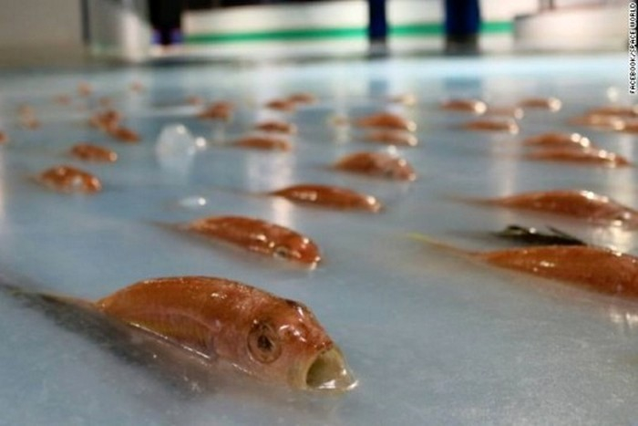Нови изследвания развенчаха митовете за ефекта от рибеното масло и витамин D в хранителните добавки