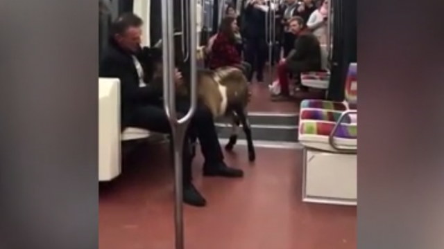 Пътник с коза предизвика колапс в метрото в Париж (ВИДЕО)