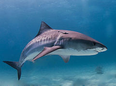 Огромна тигрова акула нападна мъж в Австралия