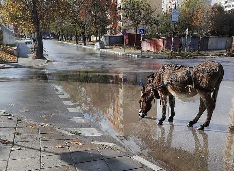 Не е за вярване какво животно се разходи из улиците на Асеновград (СНИМКИ)
