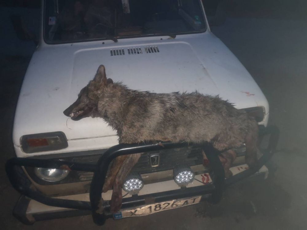 Свирепа схватка между ловна дружинка и глутница вълци край село Щит, два 50-килограмови звяра убити на място, трети... (СНИМКИ)