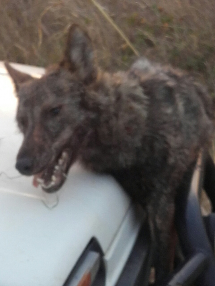 Свирепа схватка между ловна дружинка и глутница вълци край село Щит, два 50-килограмови звяра убити на място, трети... (СНИМКИ)