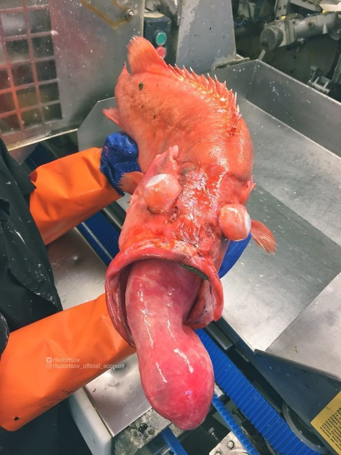 Рибар показа улова си от ужасяващи морски създания (СНИМКИ)
