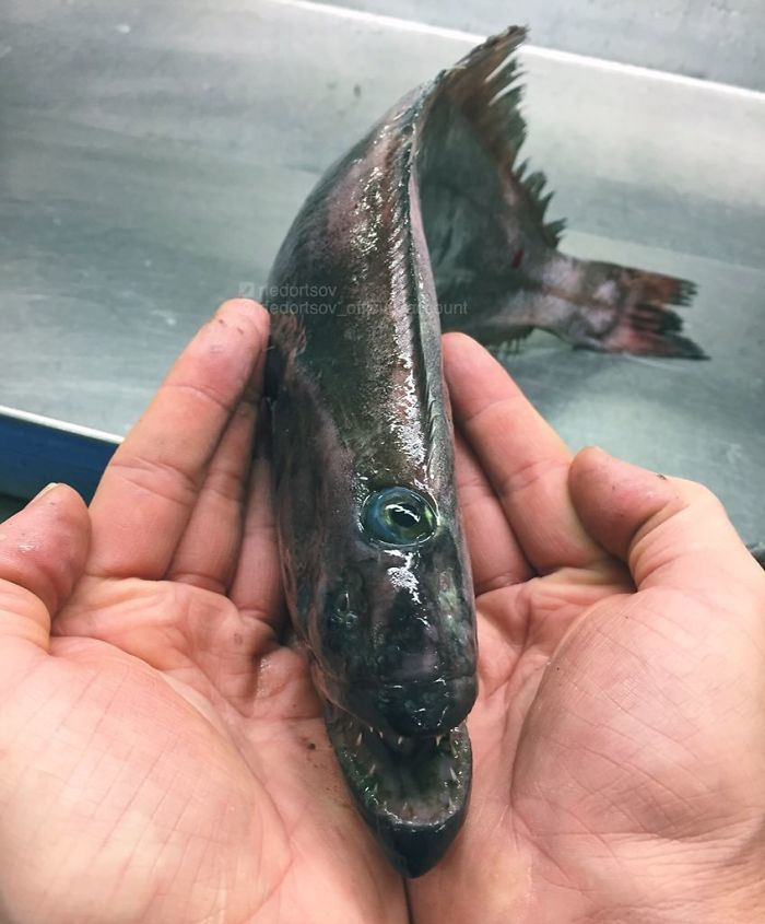 Рибар показа улова си от ужасяващи морски създания (СНИМКИ)