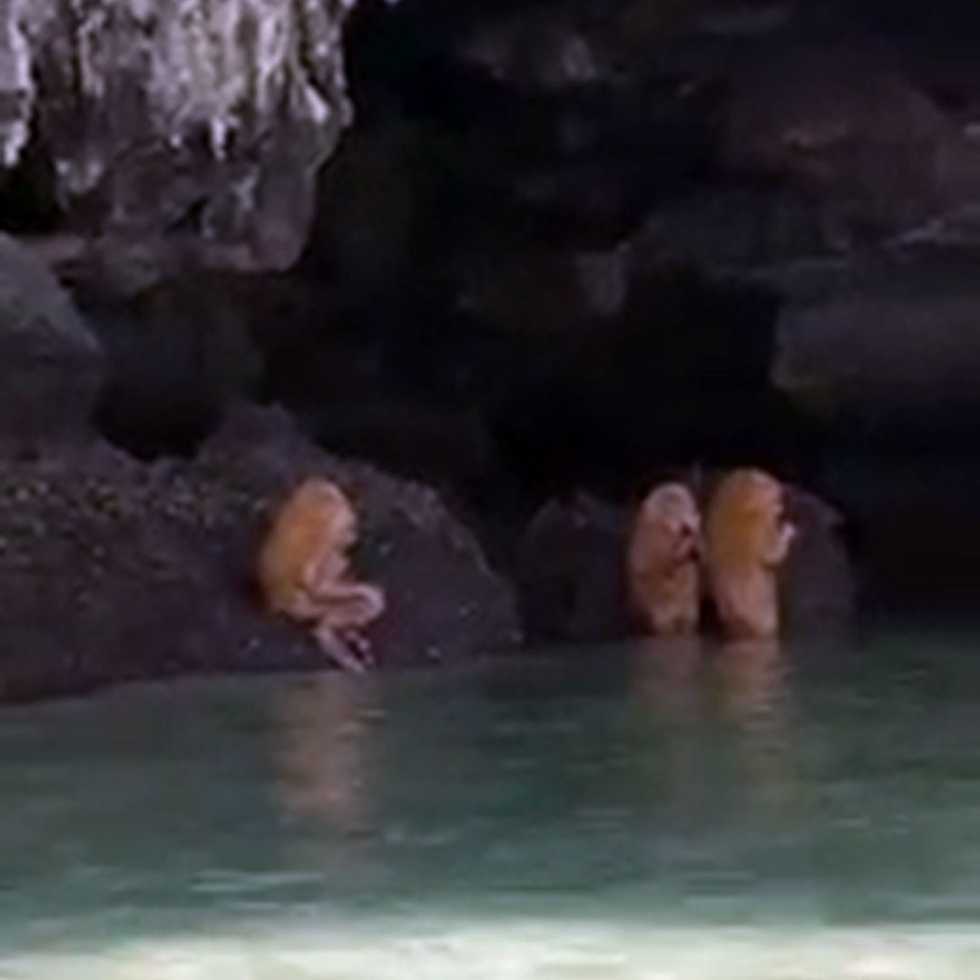 Невероятно ВИДЕО от Тайланд на мелези между хора и маймуни в странен ритуал