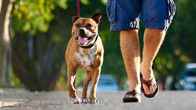 Учени: Човек може да умре след всяка разходка с куче от смъртоносна зараза
