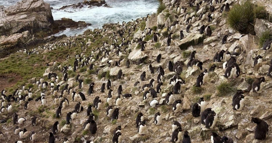 Продава се остров, населен от 5 вида пингвини, 42 вида птици и 6000 овце