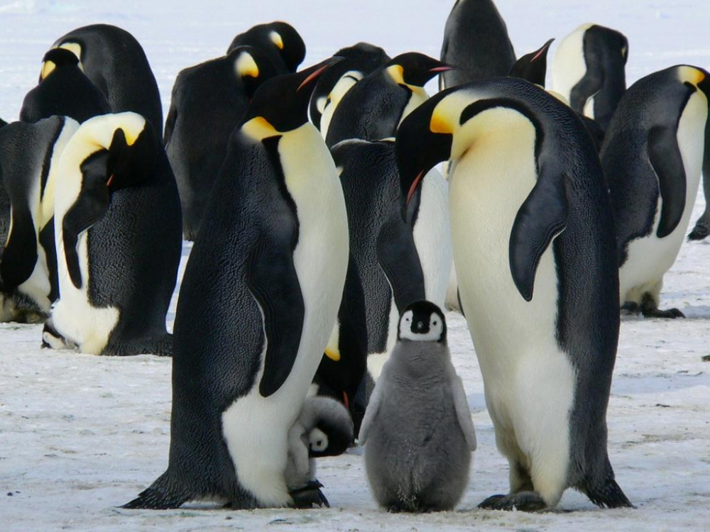Разкриха защо пингвините не измръзват