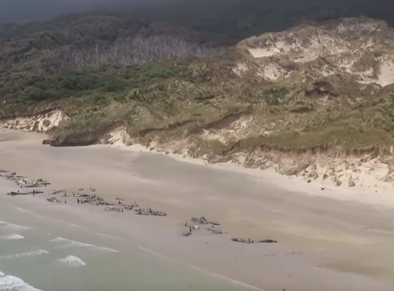 Новозаландски плаж се осея с трупове (ВИДЕО)