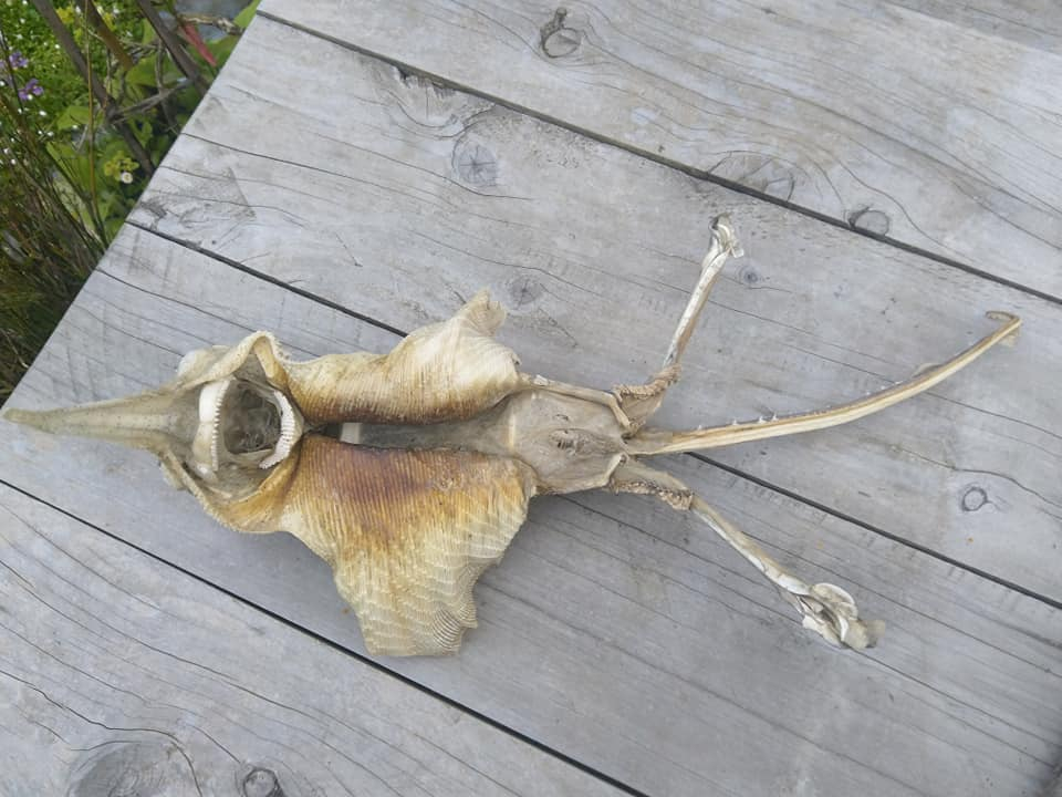 Хана намери на плажа скелет на страшен пришълец с дълга опашка, крила с нокти и уста с остри зъби (СНИМКИ)