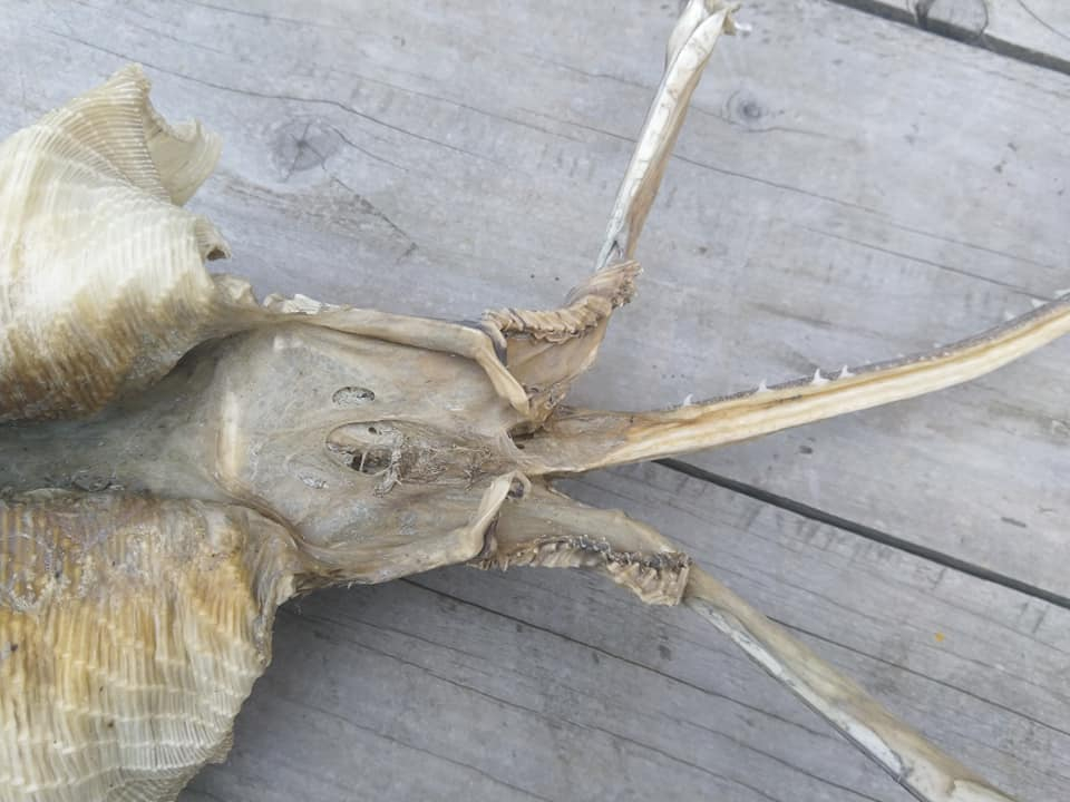Хана намери на плажа скелет на страшен пришълец с дълга опашка, крила с нокти и уста с остри зъби (СНИМКИ)