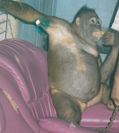 Изроди продаваха орангутанка за секс срещу 2 долара, 35 командоси щурмуваха зообардака и спасиха робинята!(СНИМКИ)