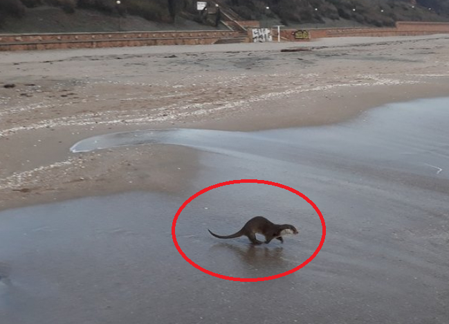 Изчезващ вид животно се появи на бургаския плаж! Рибарите треперят от ужас (СНИМКИ)