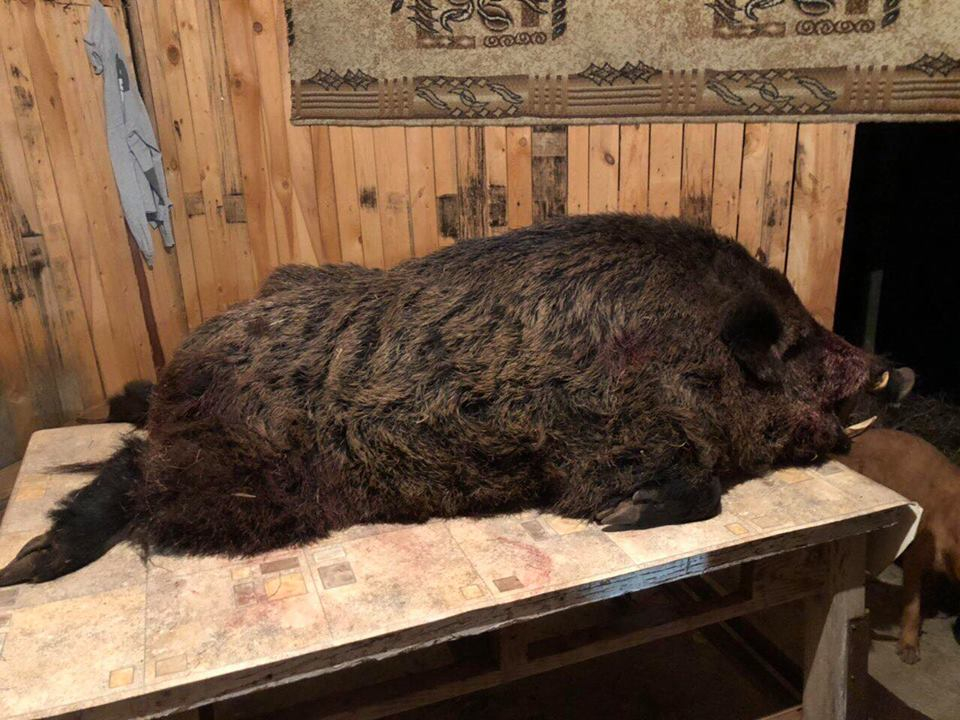 Авджии от Гайтаниново убиха 216-килограмов звяр (СНИМКИ 18+)