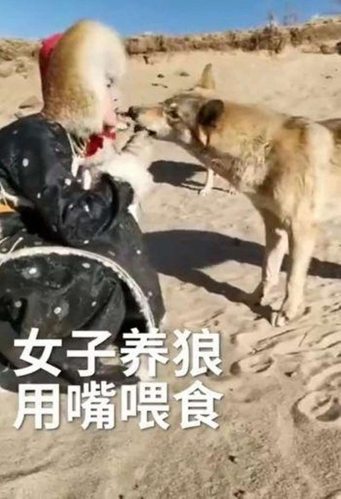 Уникално: Жена храни вълк от собствената си уста (СНИМКА)