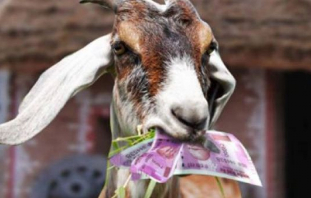 Лакома коза почерни семейство, изяде 20 хиляди евро, приготвени за земеделска сделка