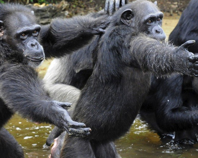 Истинската Планета на маймуните! Огромни шимпанзета, пуснати от лаборатория, живеят на изоставен остров (СНИМКИ)