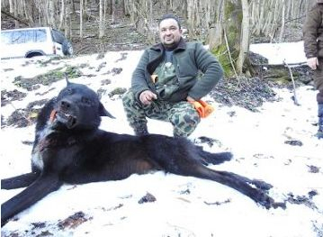 В гората над Берковица убиха звяр, какъвто рядко се вижда в България, а всички го смятат за зла сила (СНИМКИ)