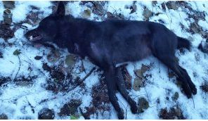 В гората над Берковица убиха звяр, какъвто рядко се вижда в България, а всички го смятат за зла сила (СНИМКИ)