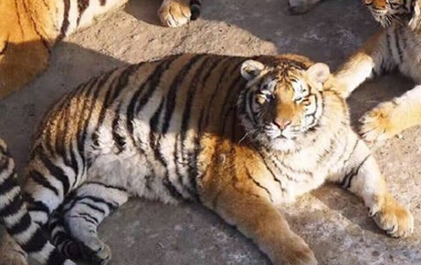 Амурски тигри в зоопарк учудиха посетителите с визията си (ВИДЕО)