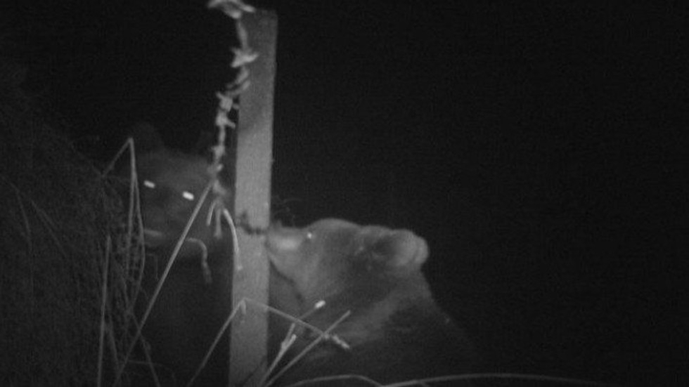 Фотокапан щракна на Витоша две мечки, включени в Червената книга (СНИМКА)