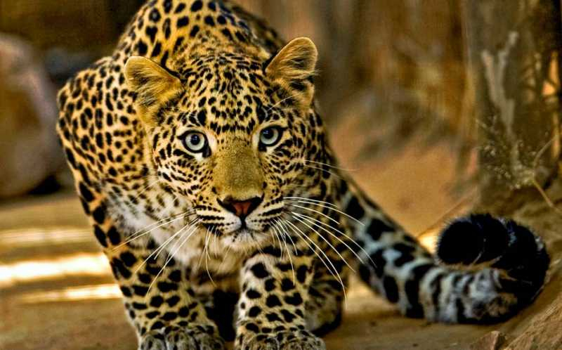 3-годишно дете бе отвлечено и убито от леопард