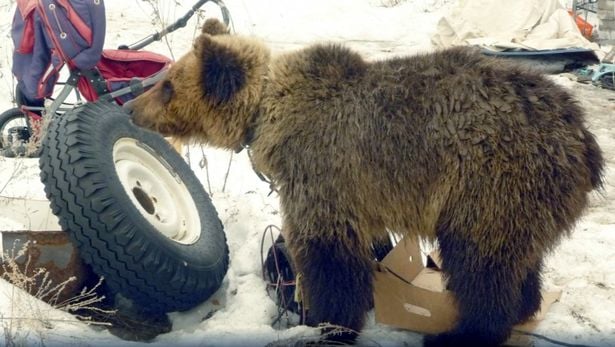 Кафява мечка разкъса и изяде ловец, който я отгледал в клетка (СНИМКИ)