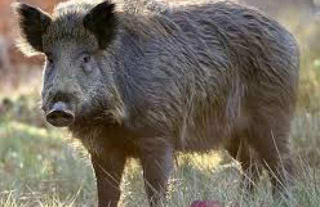 Нов случай на Африканска чума при дива свиня в област Силистра