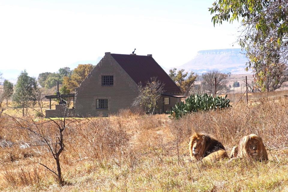 Стиска ли ви да отседнете в тази къща насред пустошта, около която обикалят... 70 лъва (СНИМКИ/ВИДЕО)