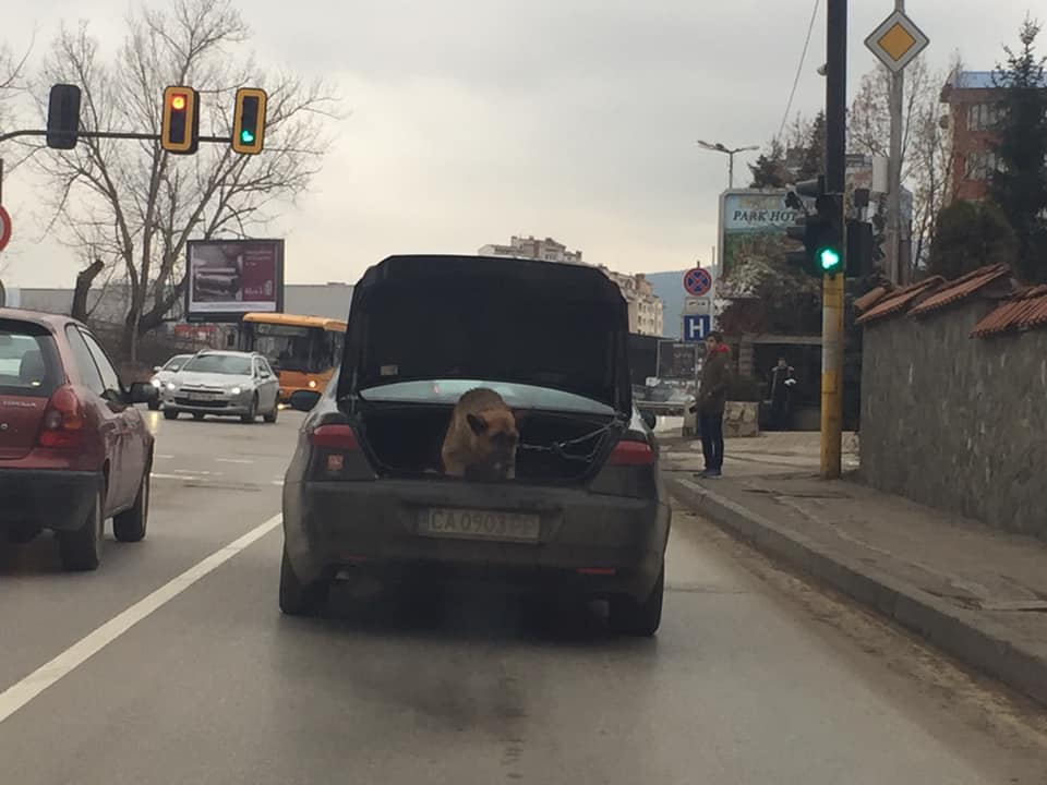 Столичен шофьор се отнесе изключително жестоко с кучето си! Повози го из града, но в... (СНИМКИ)