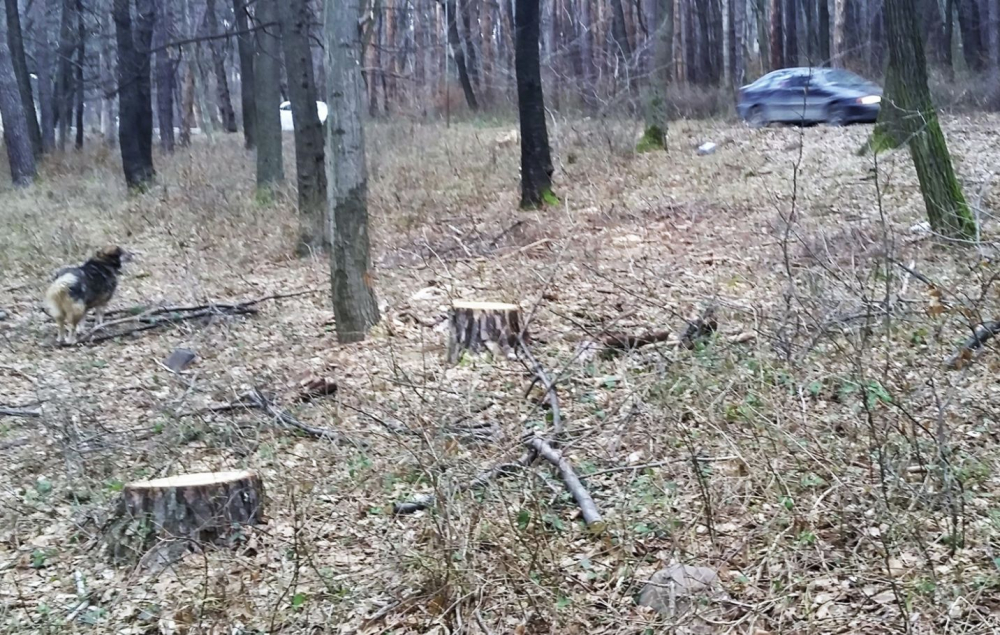 Бракониери продължават да безчинстват в гората на "Княжево" (СНИМКИ)