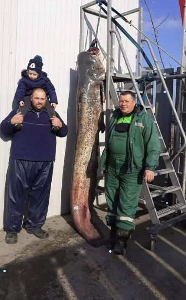 Рибарите Димитър и Стефан хванаха истинско чудовище край Дунав мост (СНИМКИ)