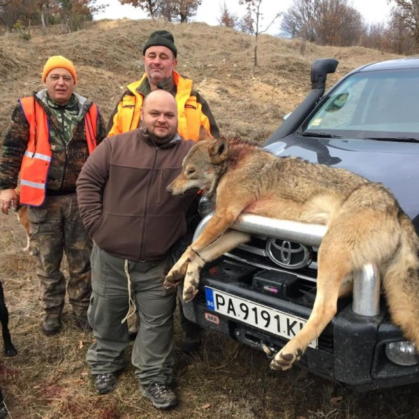 Панагюрецът Стоян отстреля 55-килограмов звяр, СНИМКИТЕ 18+ обаче взривиха социалните мрежи