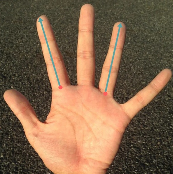 Учени от Есекс определят коя жена е лесбийка (и не само) по тези два пръста