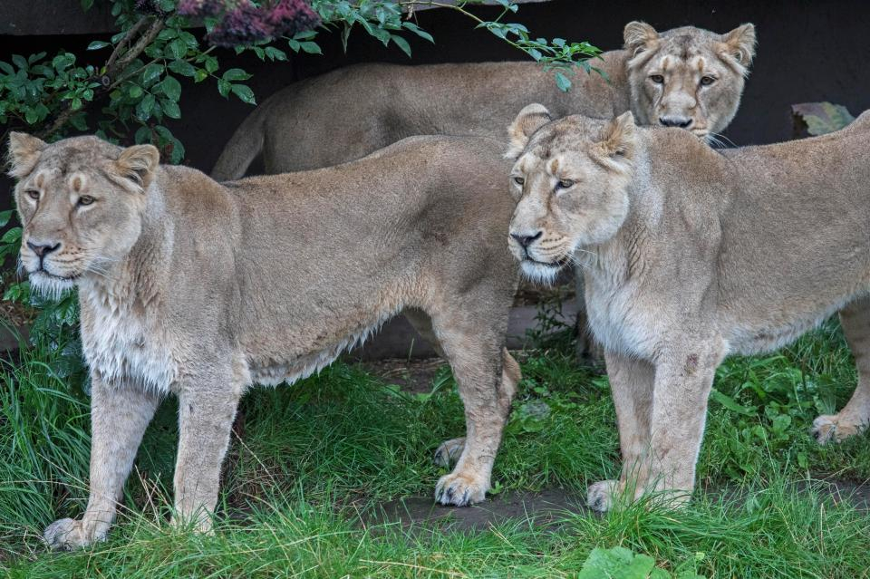 Лъвове от индийски зоопарк оглозгаха до смърт мъж, паднал в клетката им (СНИМКИ/ВИДЕО 18+)
