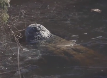 Алигатори са замразени в лед в национален парк в САЩ (ВИДЕО)