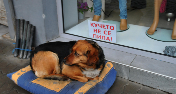 Бездомно куче, което не се пипа, се превърна в атракция във Велинград (СНИМКА)