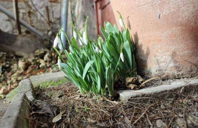 Пролетта вече чука на вратата! В Пловдив се появиха...