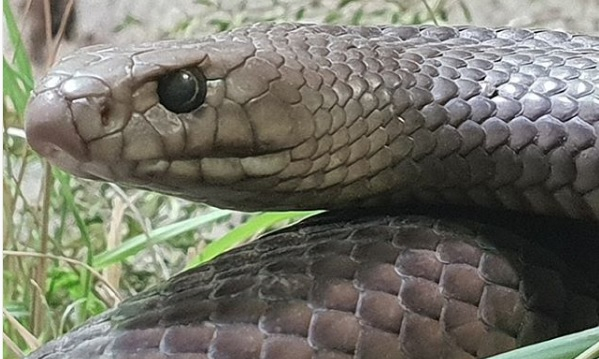 Кръщават змия от зоопарка на името на намразена бивша партньорка 