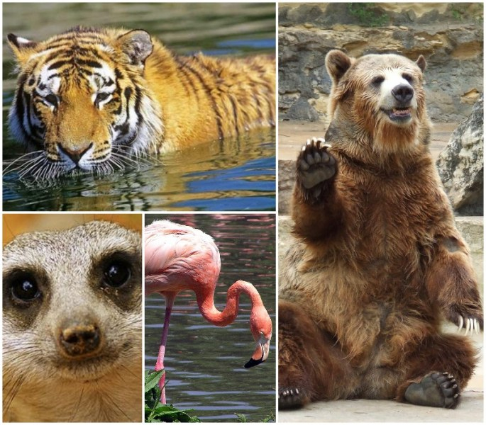 Тигър, фламинго, носато мече… Какви животни ще има в пловдивския зоопарк? (СНИМКИ/ВИДЕО)