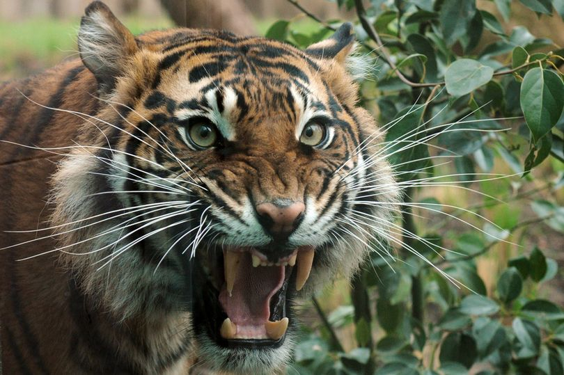 Любимата тигрица на Лондон беше брутално убита от мъжкар, докаран специално да се чифтоса с нея