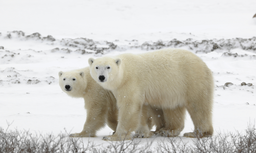 Нашествие! Озверели и изгладнели бели мечки нахлуха на руски острови